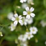 Cerastium velutinum