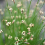 Eleocharis compressa