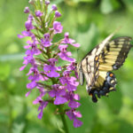 Platanthera peramoena