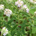 Pycnanthemum torreyi