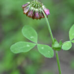 Buffalo Clover (Trifolium repens)