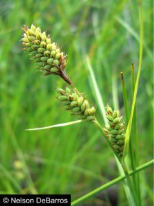 Carex buxbaumii