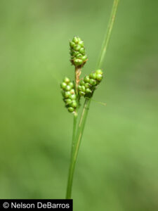 Carex caroliniana