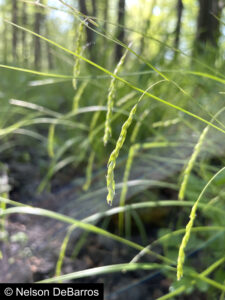 Carex debilis
