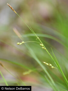 Long-spiked Slender Woodland Sedge (Carex digitalis var. macropoda)