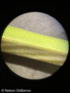 Scabrous leaf sheath of Carex gynandra