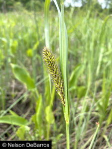 Carex lacustris