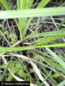 Carex lacustris ligule