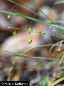 Blue Spreading Sedge (Carex laxiculmis)