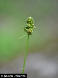 Carex mesochorea
