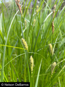Carex pellita
