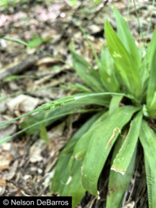 Carex platyphylla (2)