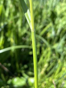 Carex alata