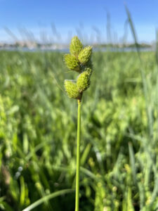 Carex alata