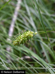 Carex bullata var. greenei