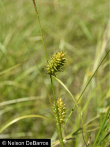 Carex bullata var. greenei