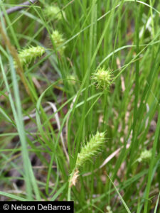 Carex bullata var. greenei