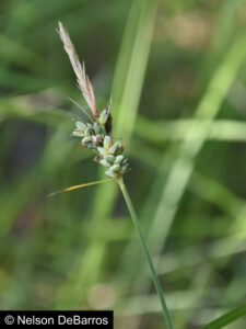 Carex buxbaumii