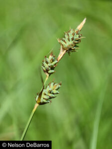 Buxbaum's Sedge (Carex buxbaumii)