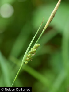 Carex tetanica