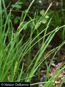 Carex tetanica