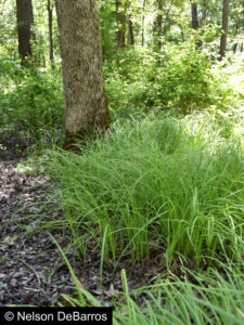 Carex tetanica
