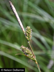 Carex vestita