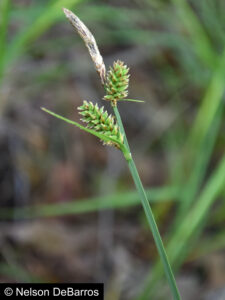 Carex vestita