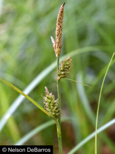Velvet Sedge (Carex vestita)